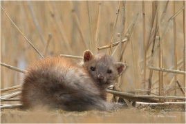 <p>KUNA SKALNÍ (Martes foina) Varnsdorf ---- /Beech marten - Steinmarder/</p>